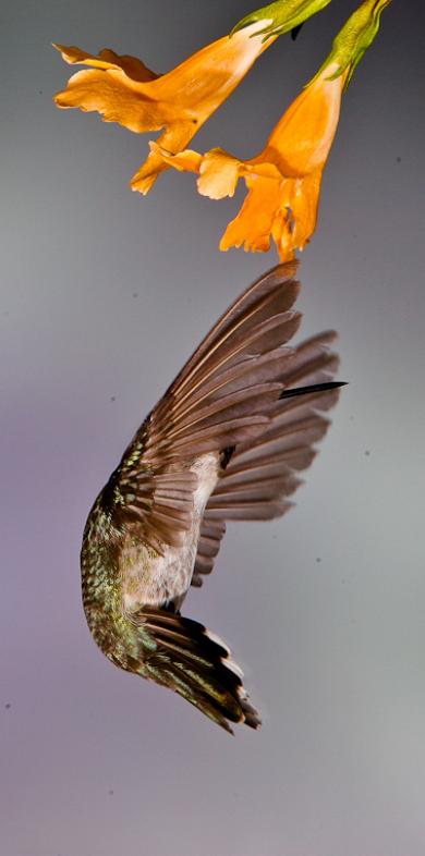 Alpine Hummingbirds-0059 - 